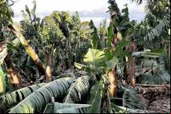Produção-de-banana-é-a-mais-atingida-com-o-vendaval-em-Criciúma-Foto-Divulgação-1
