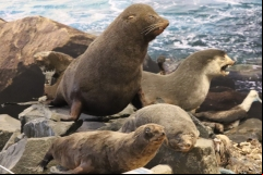 museu-de-zoologia-10