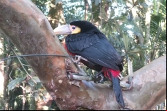 Especies-nativas-de-animais-silvestres-aparecem-no-Parque-Astronomico-de-Criciuma-2